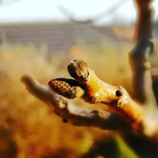 Az első rügyek a diófán! #dio, #diofa, #walnut,