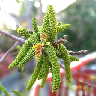 Gyönyörű dióbarkák! #diofa, #diobarka, #walnut